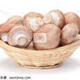 褐蘑菇 褐蘑菇