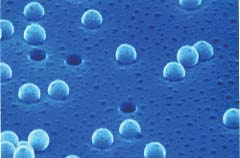 Nuclepore表面的乳膠微球電鏡照片