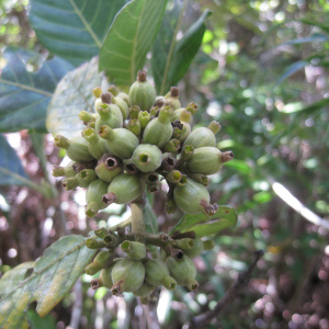 Paracephaelis sericea
