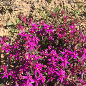 Aizoon paniculatum