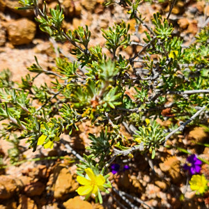 Hibbertia desmophylla