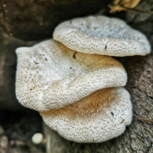 翹鱗韌傘 翹鱗韌傘