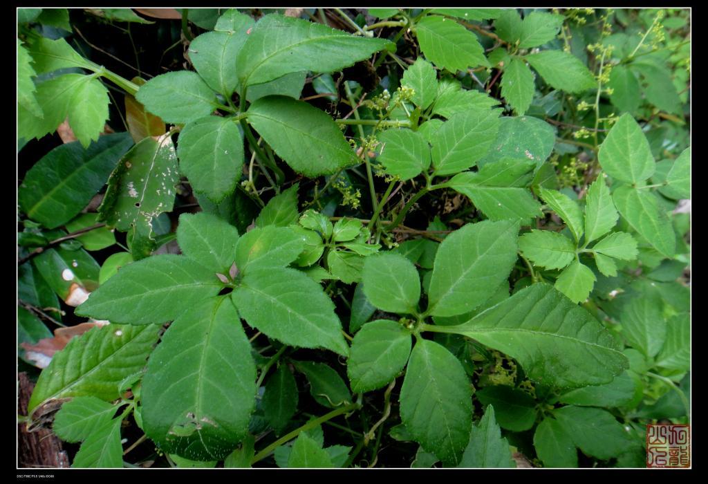 絞股藍屬 絞股藍屬