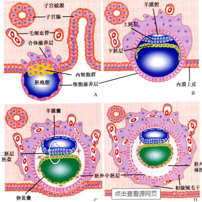 內胚層