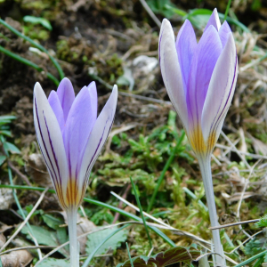 Crocus imperati