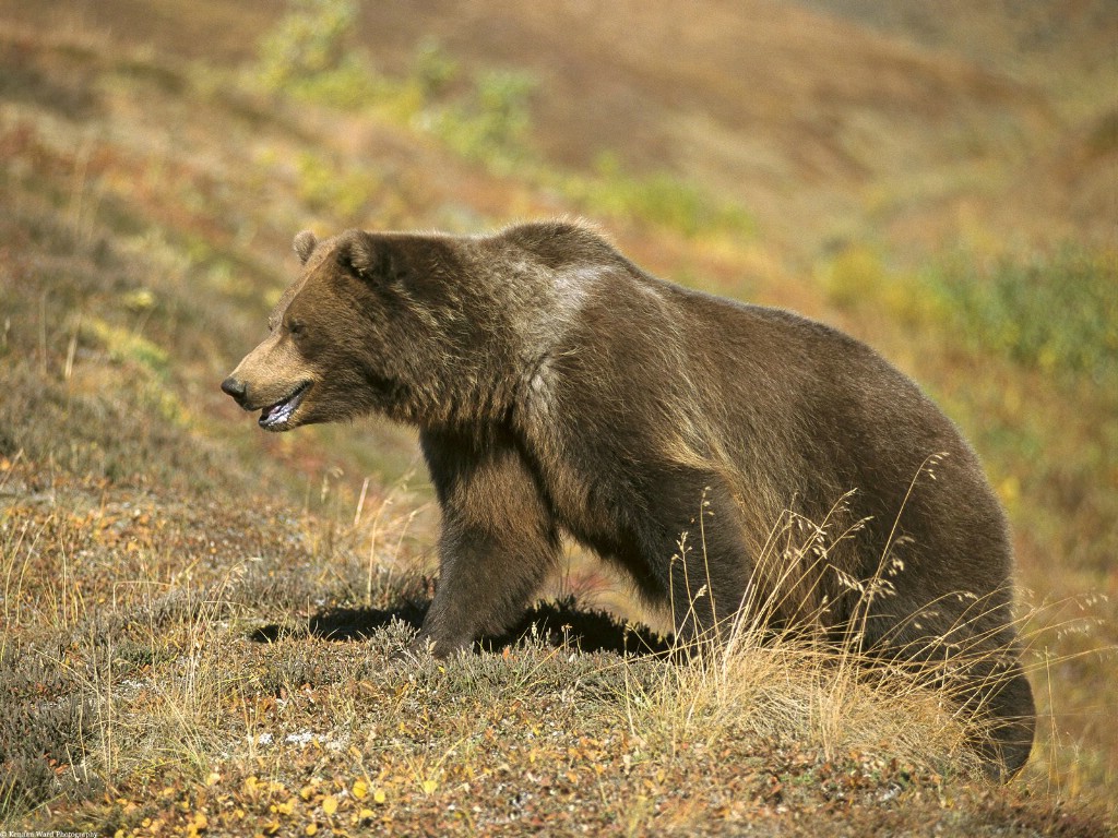 公王嶺動物群熊