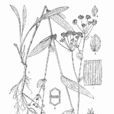 麗江柴胡 麗江柴胡