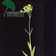 匙葉伽藍菜(薔薇目伽藍菜植物屬植物) 匙葉伽藍菜(薔薇目伽藍菜植物屬植物)