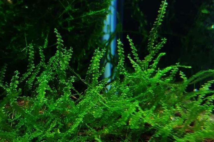 沼生護蒴苔 沼生護蒴苔