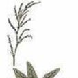 疏花酸模 疏花酸模