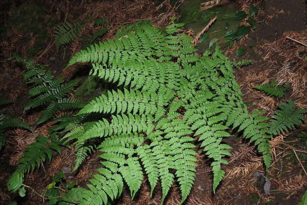 四回毛枝蕨(鱗毛蕨科毛枝蕨屬植物) 四回毛枝蕨(鱗毛蕨科毛枝蕨屬植物)