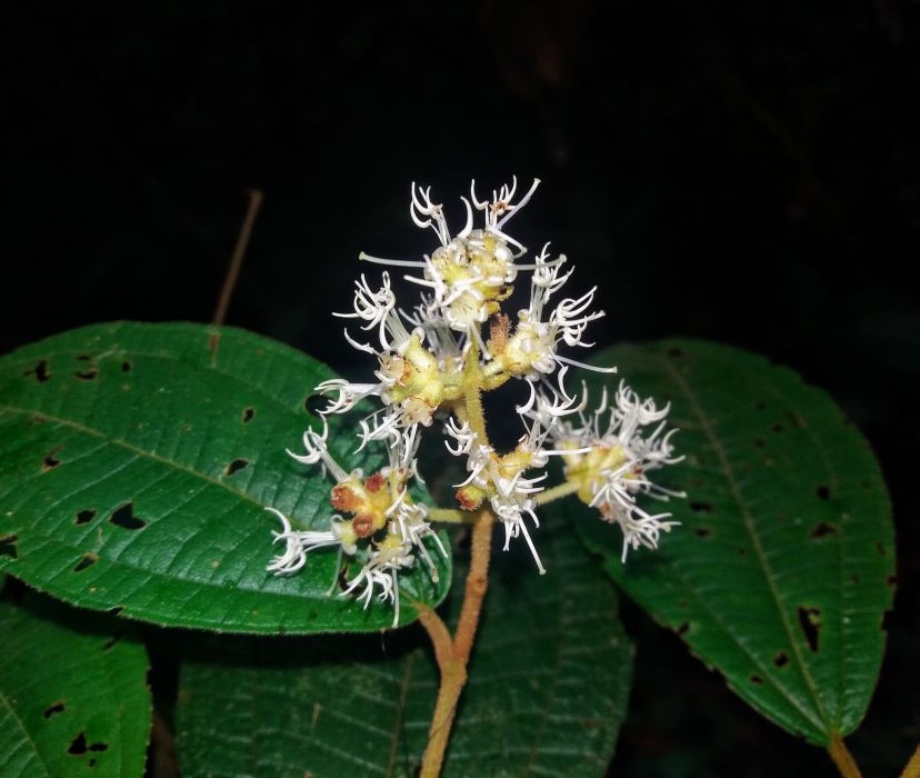 Miconia duckei
