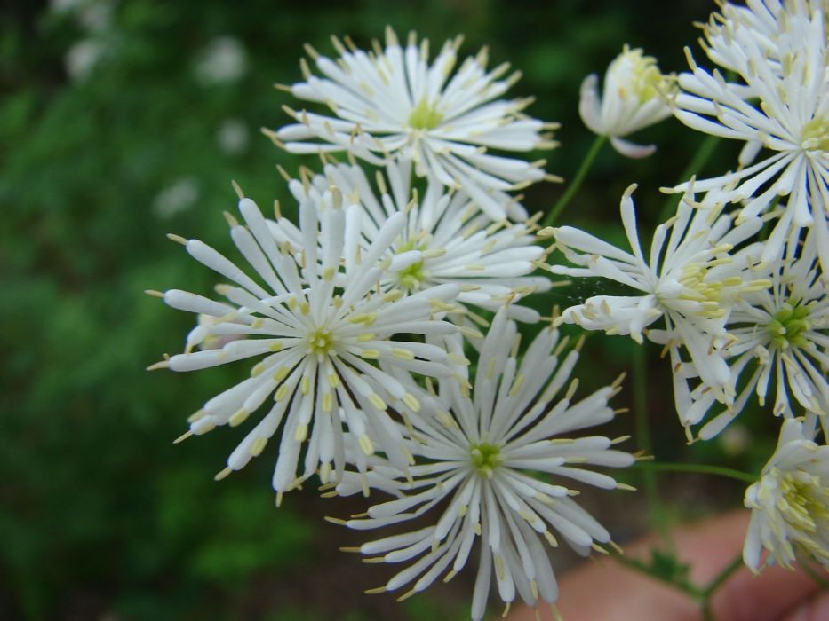 五蕊東爪草 五蕊東爪草