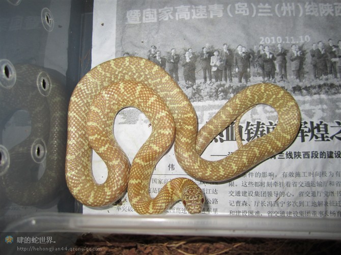 佛州王蛇