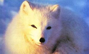 北極狐狸-極度深寒北極動物賞(2)