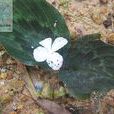 白花山柰 白花山柰