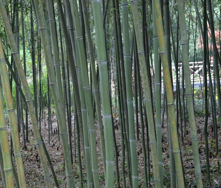 京竹 京竹