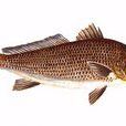 石首魚科 石首魚科