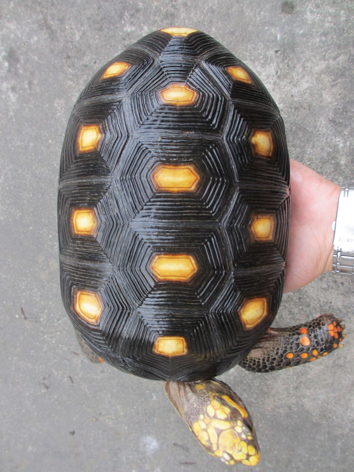 哥倫比亞紅腿陸龜