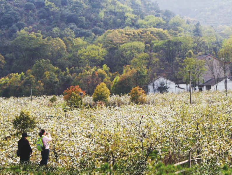 樹山 樹山