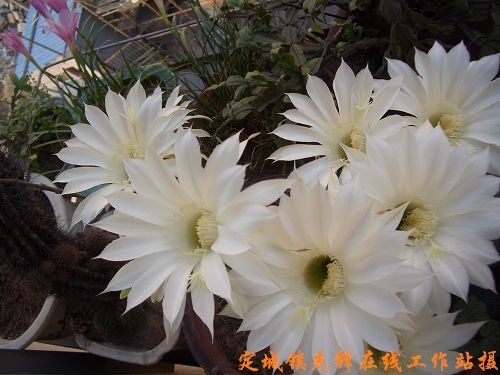齋朗村 齋朗村