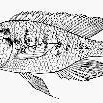 唇形朴麗魚 唇形朴麗魚