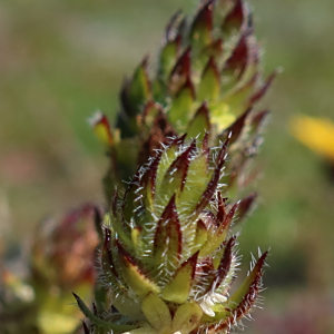 Anthospermum bergianum