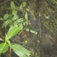 斗篷林(共鳥)(斗篷林䳍) 斗篷林(共鳥)(斗篷林䳍)