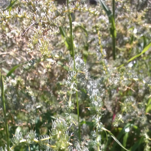 Aspalathus acanthophylla
