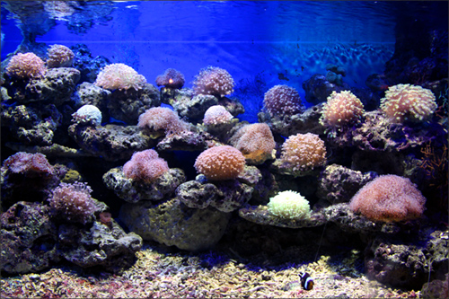 海洋之窗珊瑚