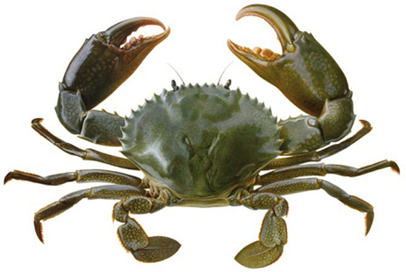 鋸緣青蟹(圖2)