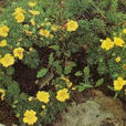 狼牙委陵菜(植物) 狼牙委陵菜(植物)