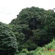 松子園村(雲南省石林縣石林鎮下轄村) 松子園村(雲南省石林縣石林鎮下轄村)