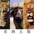 非洲五霸 非洲五霸