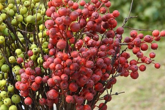 紅殼龍眼(紅殼(龍眼品種)) 紅殼龍眼(紅殼(龍眼品種))