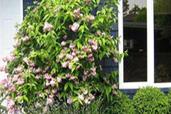 Deutzia × hybrida \x27Magicien\x27