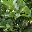 菝葜(拔葜) 菝葜(拔葜)