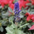 穗花(車前科兔尾苗屬植物) 穗花(車前科兔尾苗屬植物)