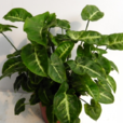 花蝴蝶(植物合果芋別稱) 花蝴蝶(植物合果芋別稱)