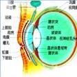 迎風流淚 迎風流淚