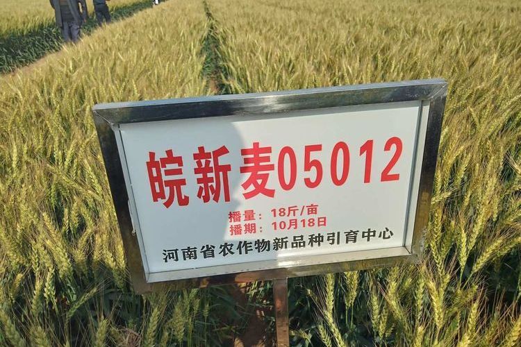 皖新麥05012 皖新麥05012