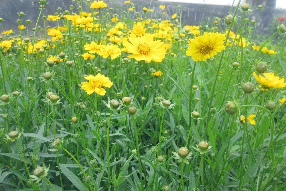 菊芹 菊芹
