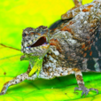 飛蜥 飛蜥