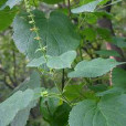 黃花香茶菜(中藥材) 黃花香茶菜(中藥材)