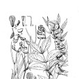 狹葉山黧豆 狹葉山黧豆