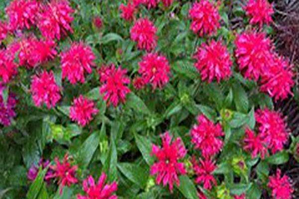 Monarda didyma \x27Balbalmose\x27 BALMY ROSE