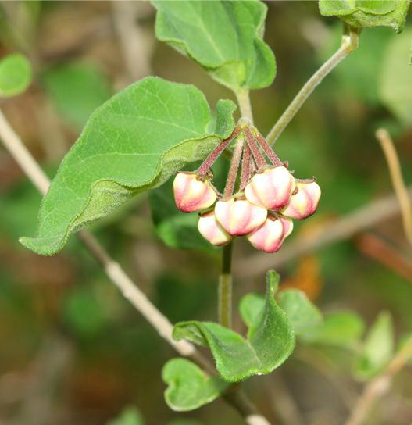 麗子藤(夾竹桃科南山藤屬植物) 麗子藤(夾竹桃科南山藤屬植物)