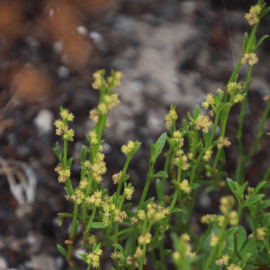 Adenocline pauciflora