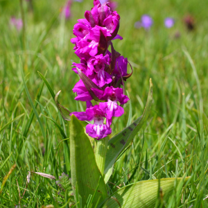 Dactylorhiza cordigera