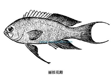 擬花鮨屬 擬花鮨屬